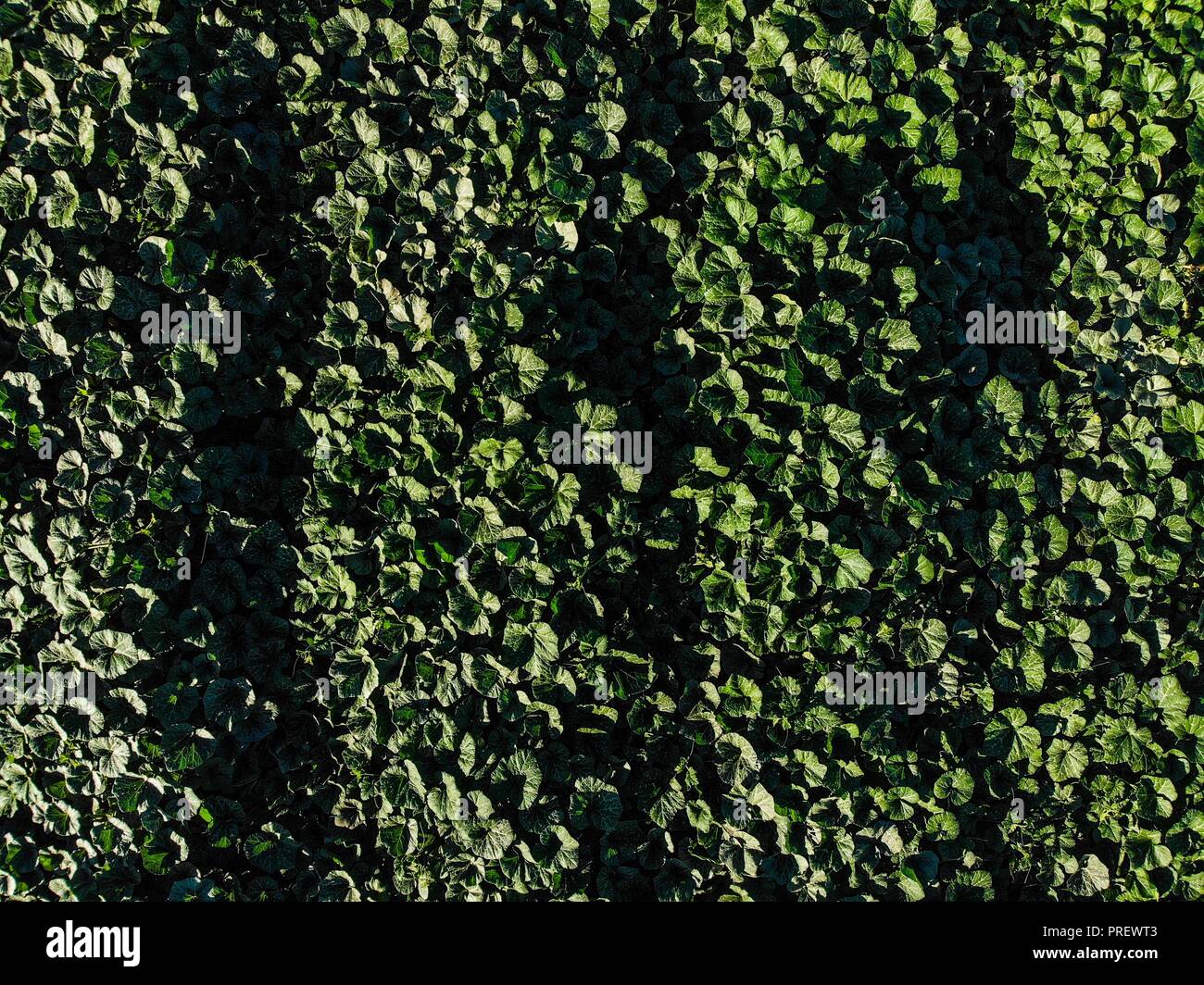 Luftaufnahme der Bereich Kultur in ejido San Pedro El Saucito. Gemeinschaft zu Landwirtschaft und Viehzucht gewidmet. (Foto: Luis Gutierrez/NortePh Stockfoto