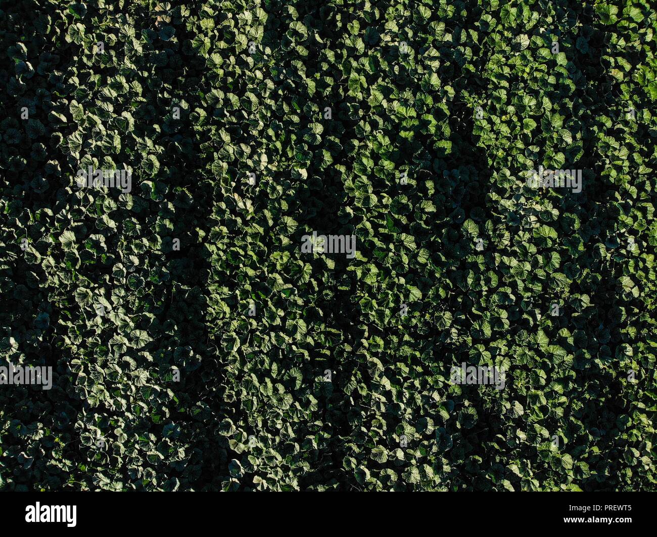 Luftaufnahme der Bereich Kultur in ejido San Pedro El Saucito. Gemeinschaft zu Landwirtschaft und Viehzucht gewidmet. (Foto: Luis Gutierrez/NortePh Stockfoto
