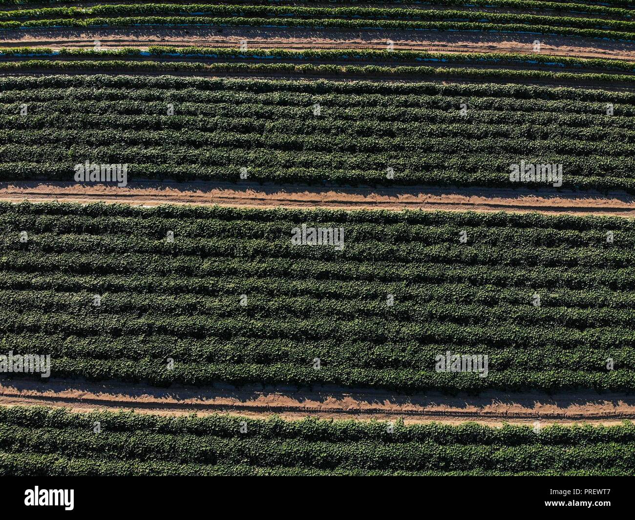 Luftaufnahme der Bereich Kultur in ejido San Pedro El Saucito. Gemeinschaft zu Landwirtschaft und Viehzucht gewidmet. (Foto: Luis Gutierrez/NortePh Stockfoto