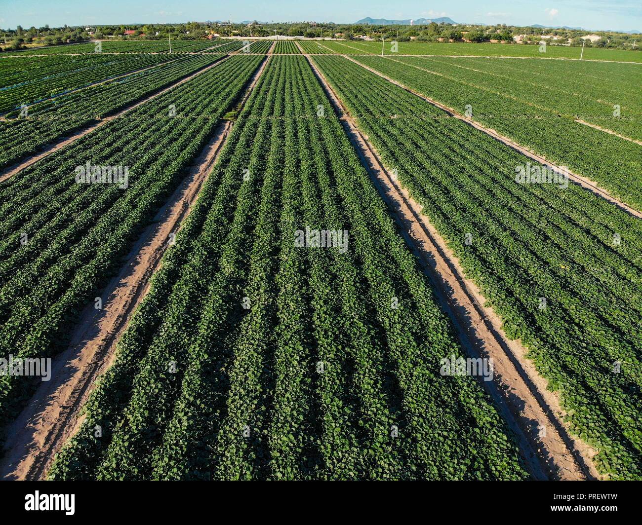 Luftaufnahme der Bereich Kultur in ejido San Pedro El Saucito. Gemeinschaft zu Landwirtschaft und Viehzucht gewidmet. (Foto: Luis Gutierrez/NortePh Stockfoto