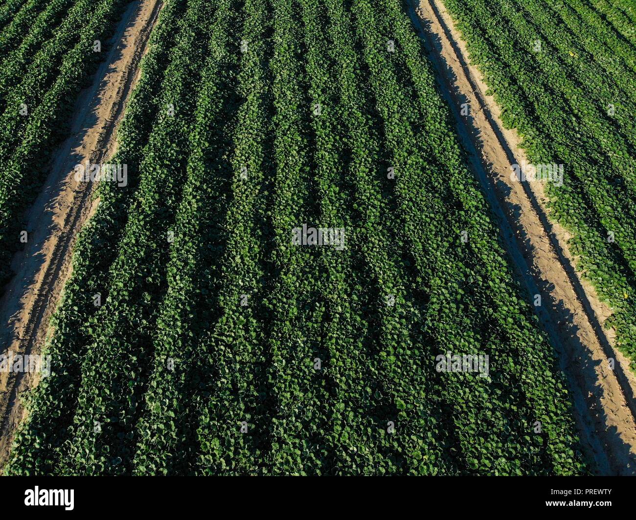 Luftaufnahme der Bereich Kultur in ejido San Pedro El Saucito. Gemeinschaft zu Landwirtschaft und Viehzucht gewidmet. (Foto: Luis Gutierrez/NortePh Stockfoto