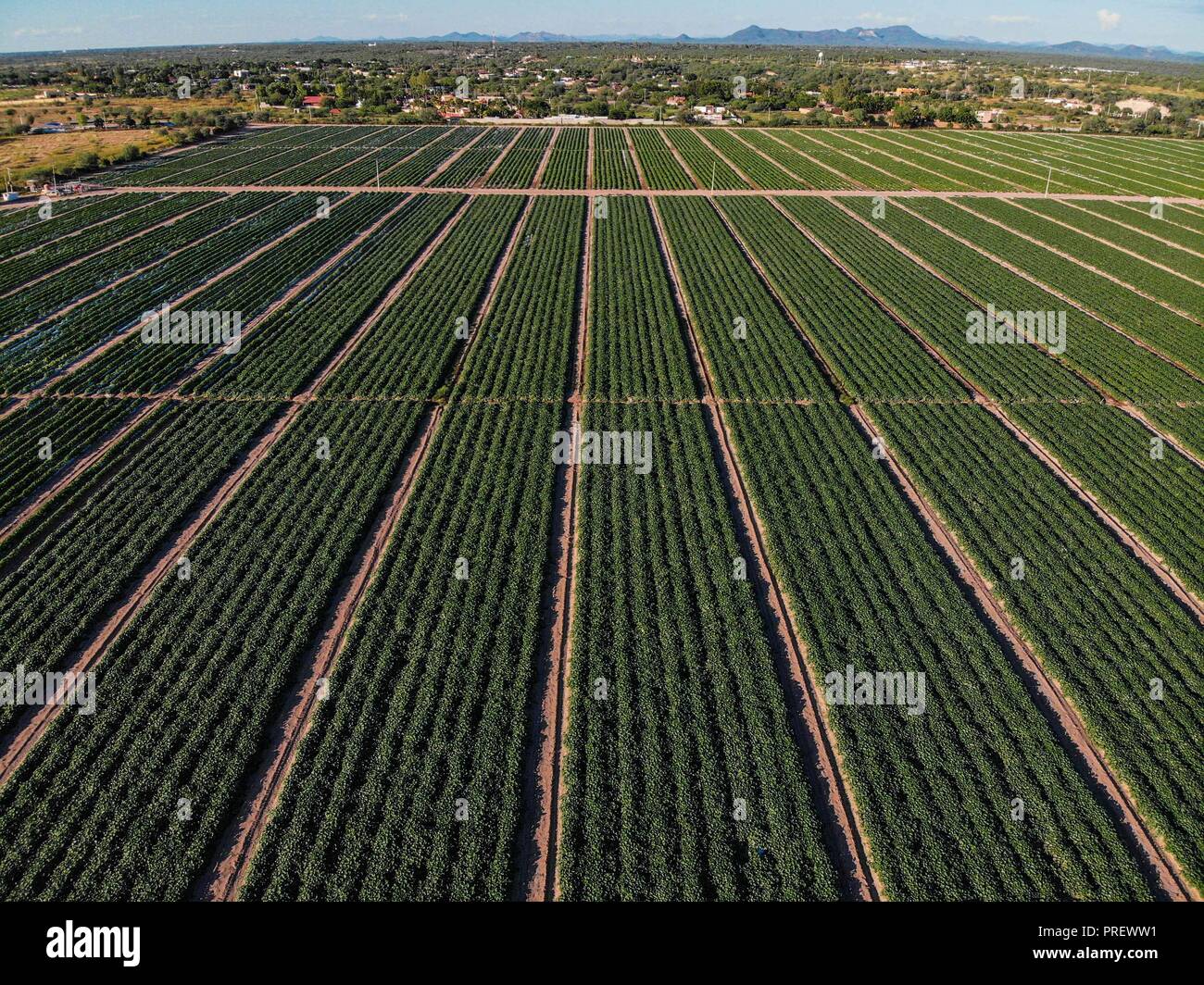 Luftaufnahme der Bereich Kultur in ejido San Pedro El Saucito. Gemeinschaft zu Landwirtschaft und Viehzucht gewidmet. (Foto: Luis Gutierrez/NortePh Stockfoto
