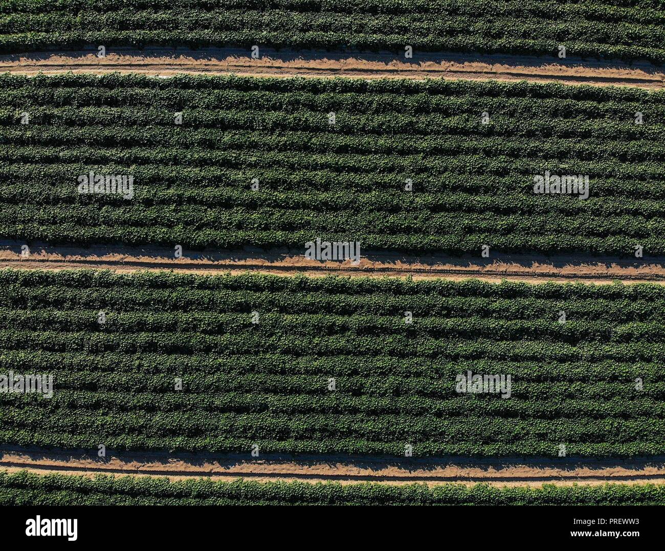 Luftaufnahme der Bereich Kultur in ejido San Pedro El Saucito. Gemeinschaft zu Landwirtschaft und Viehzucht gewidmet. (Foto: Luis Gutierrez/NortePh Stockfoto