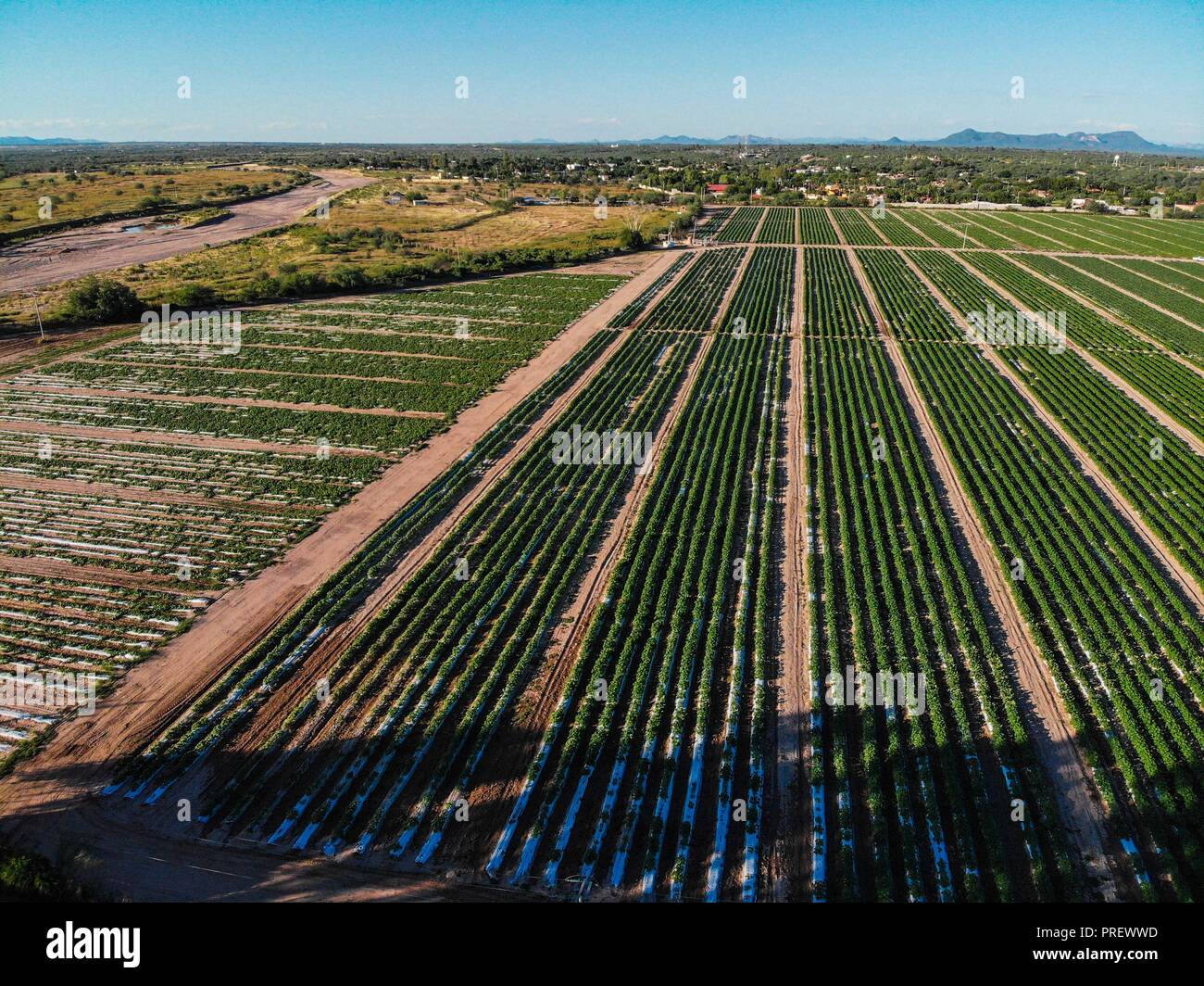 Luftaufnahme der Bereich Kultur in ejido San Pedro El Saucito. Gemeinschaft zu Landwirtschaft und Viehzucht gewidmet. (Foto: Luis Gutierrez/NortePh Stockfoto