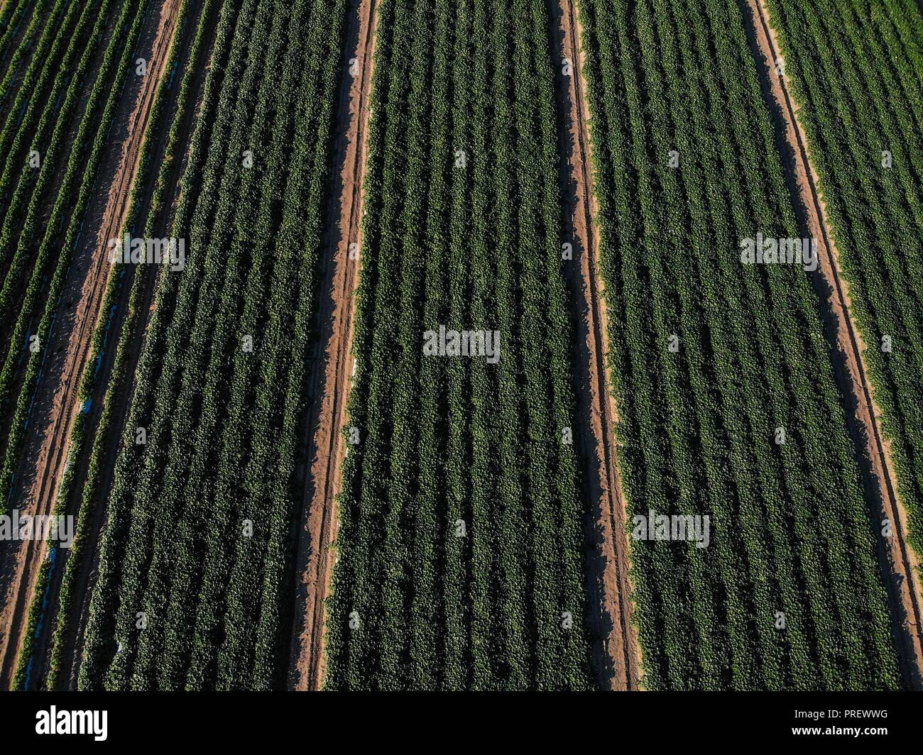 Luftaufnahme der Bereich Kultur in ejido San Pedro El Saucito. Gemeinschaft zu Landwirtschaft und Viehzucht gewidmet. (Foto: Luis Gutierrez/NortePh Stockfoto
