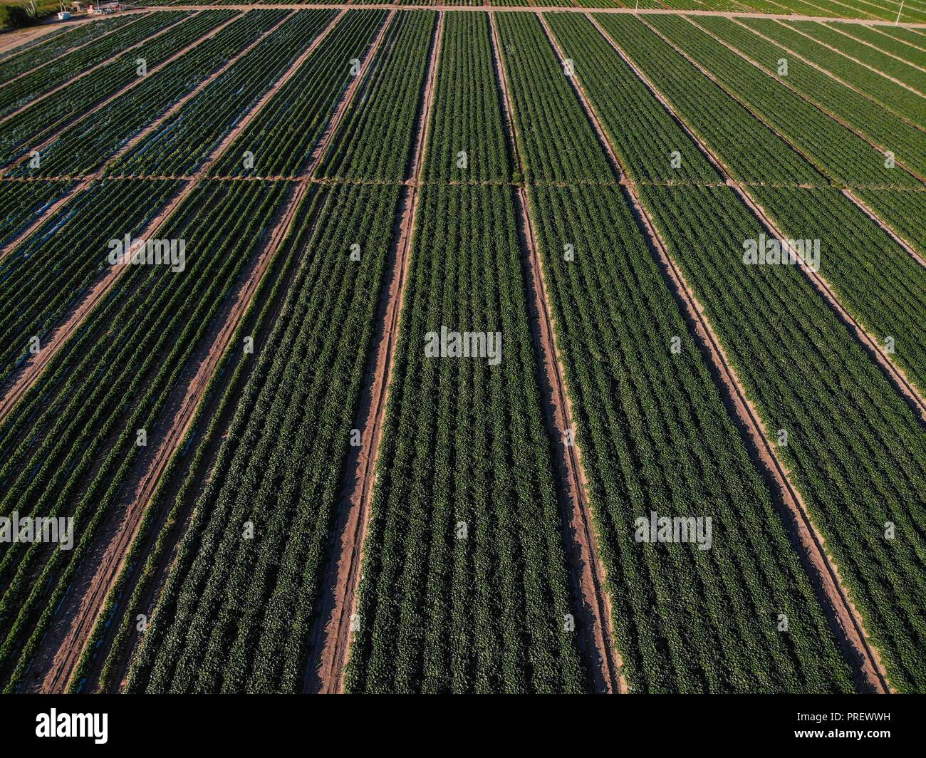 Luftaufnahme der Bereich Kultur in ejido San Pedro El Saucito. Gemeinschaft zu Landwirtschaft und Viehzucht gewidmet. (Foto: Luis Gutierrez/NortePh Stockfoto