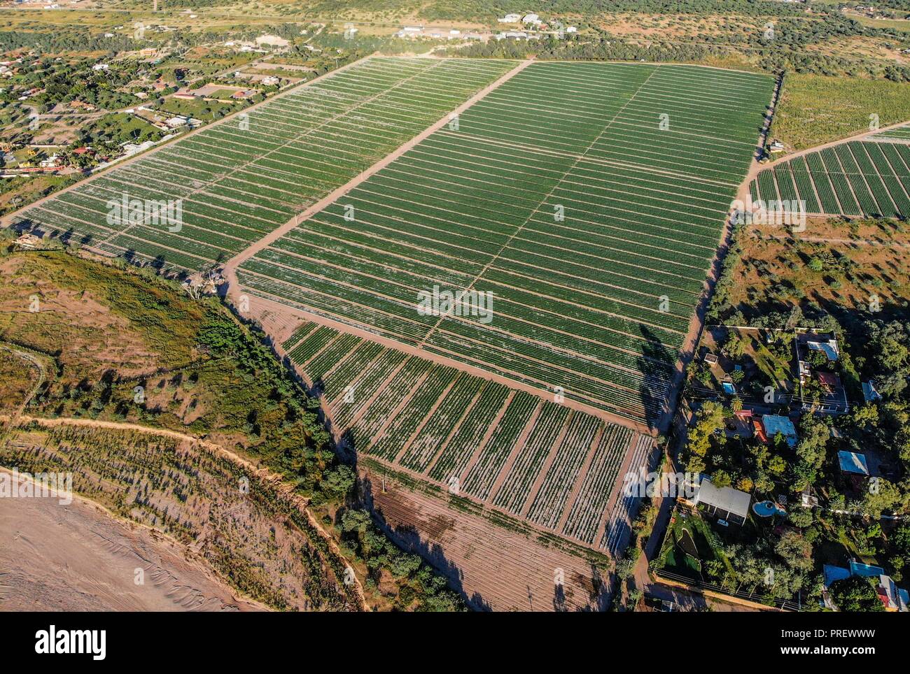 Luftaufnahme der Bereich Kultur in ejido San Pedro El Saucito. Gemeinschaft zu Landwirtschaft und Viehzucht gewidmet. (Foto: Luis Gutierrez/NortePh Stockfoto