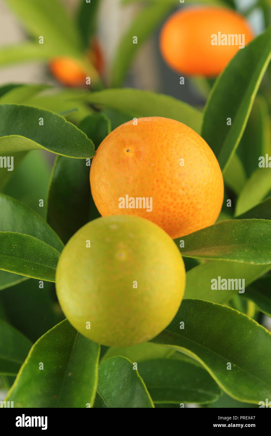 Kumquat kumquat Obst auf einem Baum (Citrus Japonica) Stockfoto