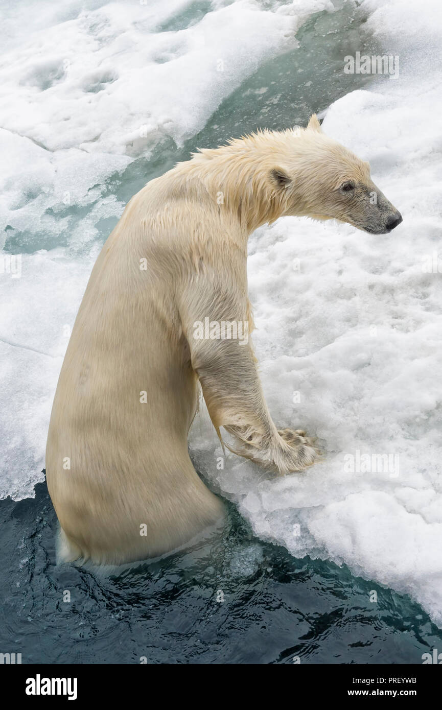Eisbär (Ursus maritimus) schwimmen und sich aus Wasser, Svalbard, Norwegen Stockfoto