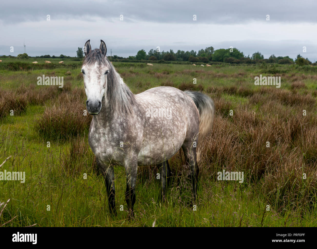 Enniscrone, Sligo, Irland. 8. Juni 2017. Einen gesprenkelten graues Pferd in einem Feld in der Nähe von Enniscrone Co Sligo. Stockfoto