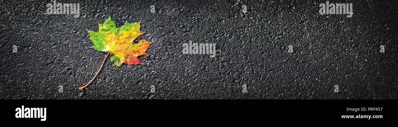 Gelbe maple leaf im Herbst auf nassen schwarzen Asphalt Stockfoto