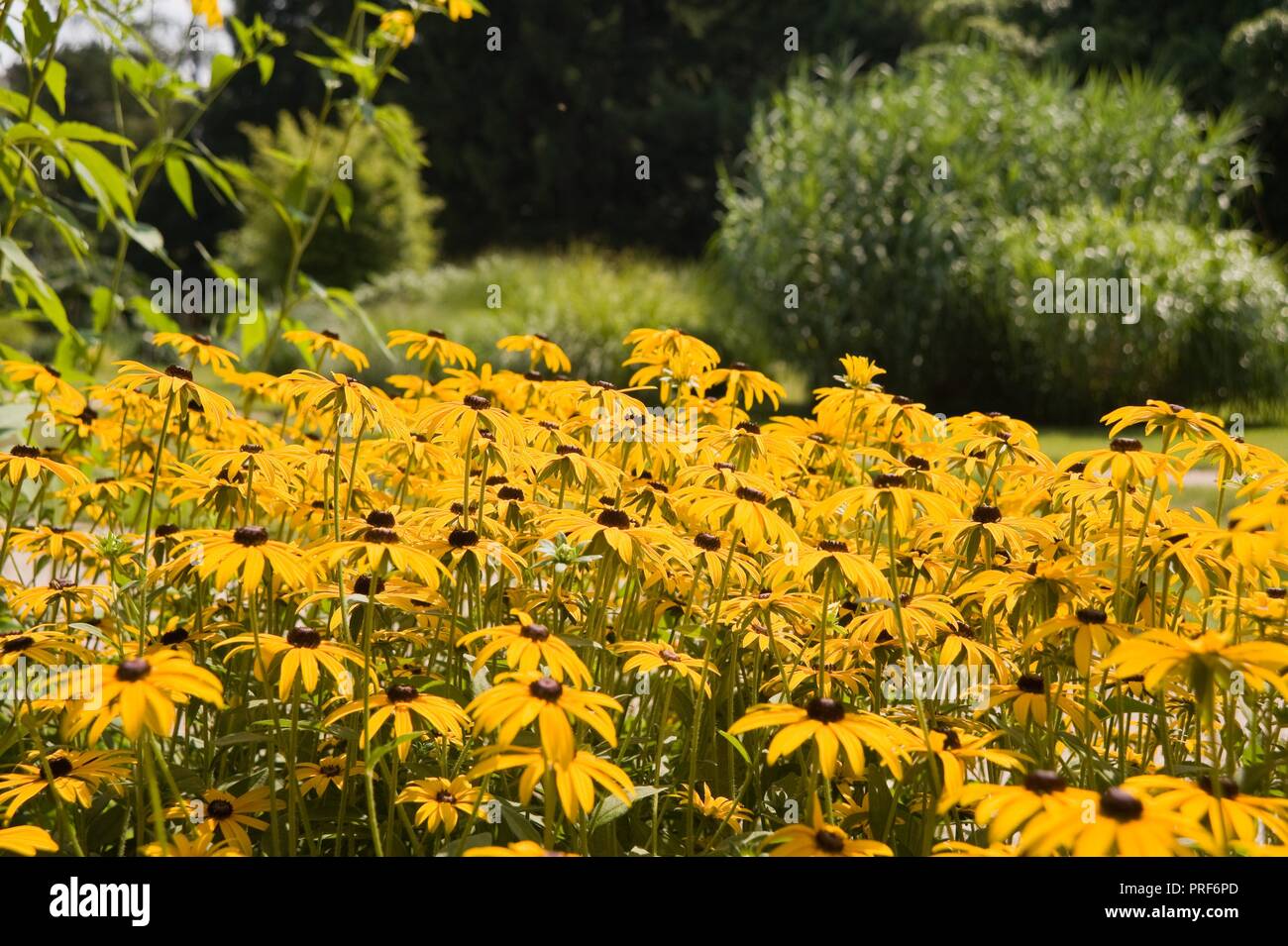 Wien Botanischen Garten Wien Botanischer Garten Stockfotografie Alamy