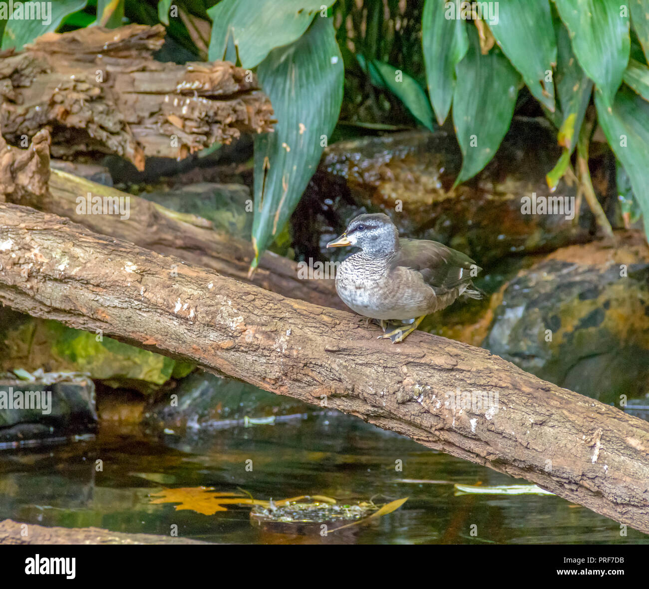 Kleine Ente in Anrainerstaaten Ambiente ausruhen Stockfoto