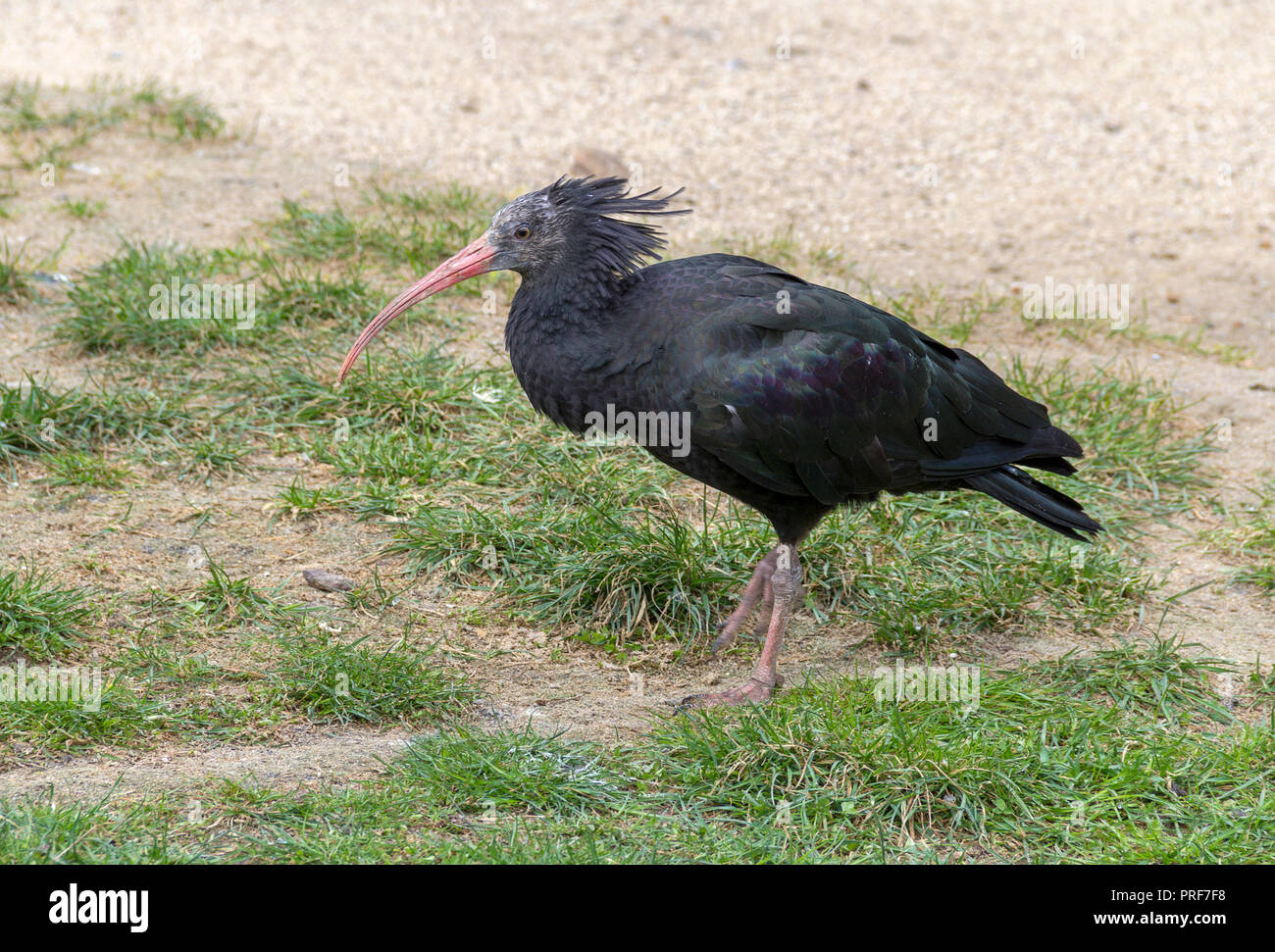 Northern bald Ibis auf Gras und Sand Stockfoto