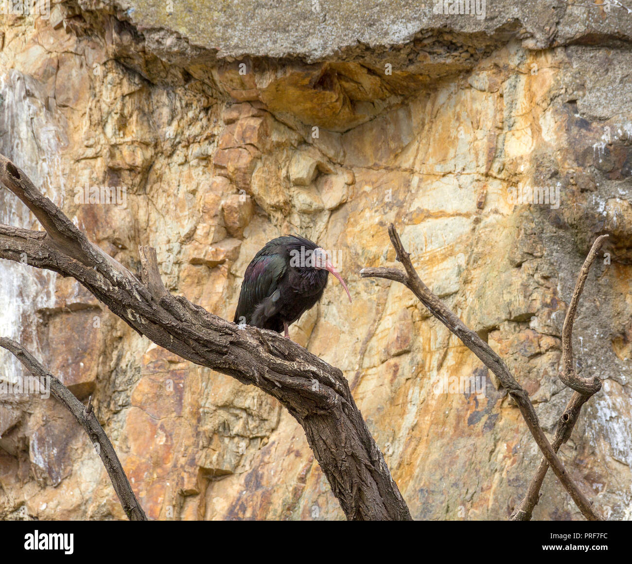 Northern bald Ibis ruht auf einem Ast Stockfoto