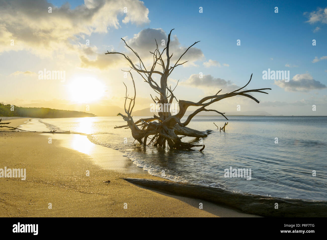 Stimmungsvoller Sonnenuntergang über einem toten Baum, Second Beach oder Bessie Point, nahe Yarrabah, südlich von Cairns, Far North Queensland, FNQ, QLD, Australien Stockfoto