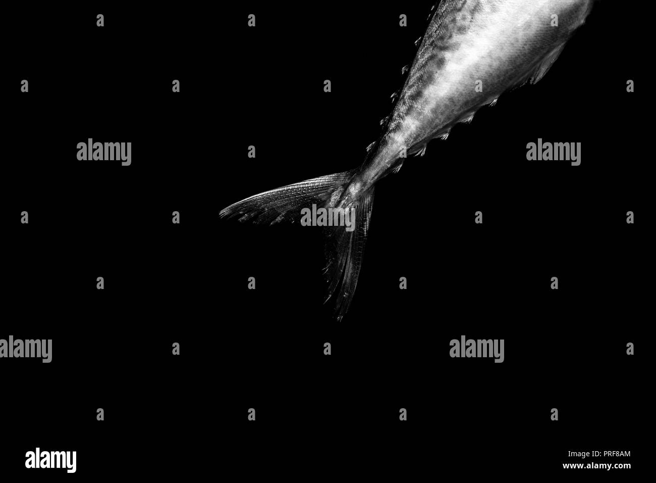 Makrele Schwanz auf schwarzem Hintergrund Stockfoto