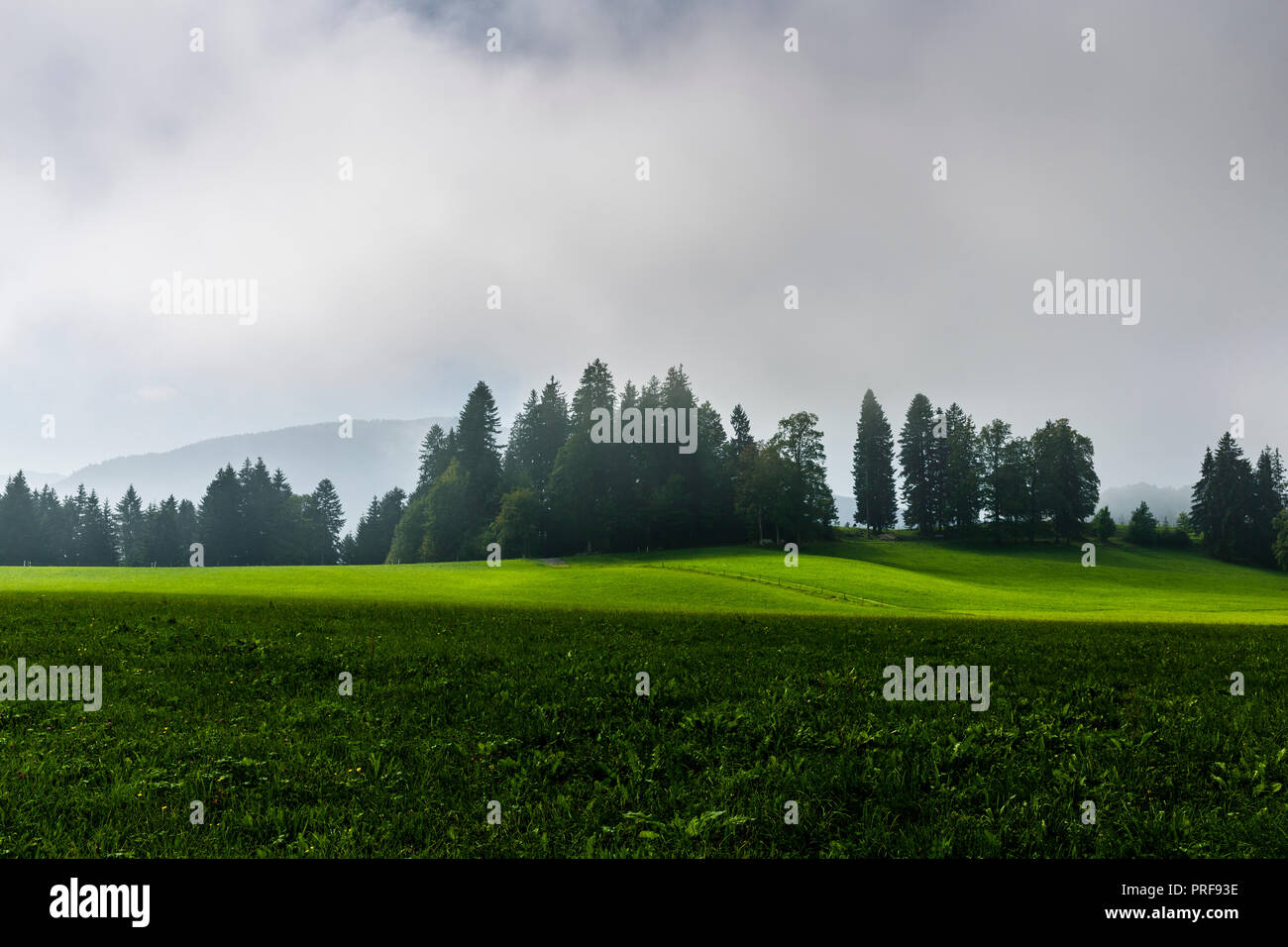 Grüne Landschaft, Wald & Wiese im Nebel, morgentliche Stimmung, Landidyllle, Bayern, Deutschland Stockfoto
