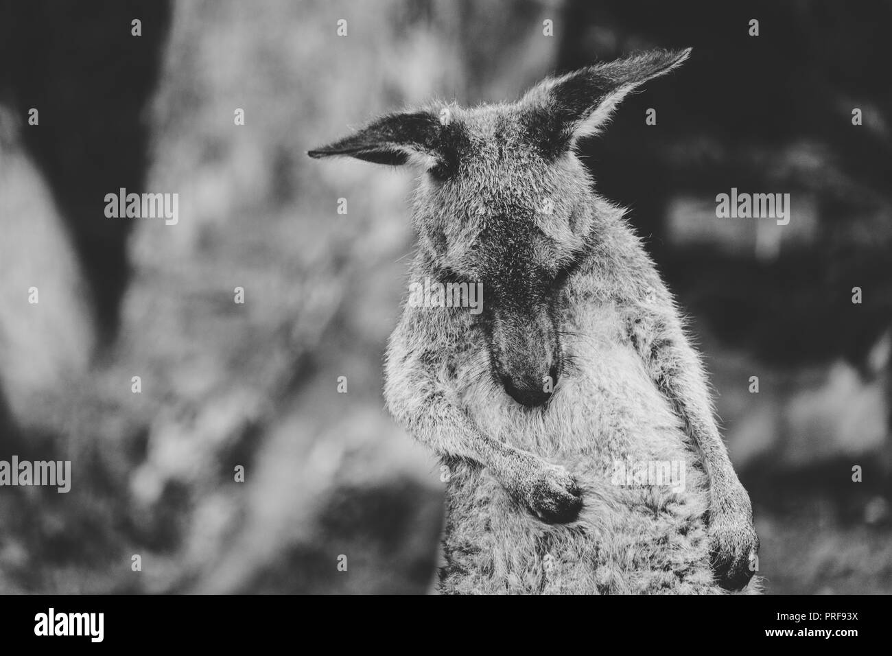 Schwarz-weiß Foto eines Eastern Grey Kangaroo Kratzen, Australien Stockfoto