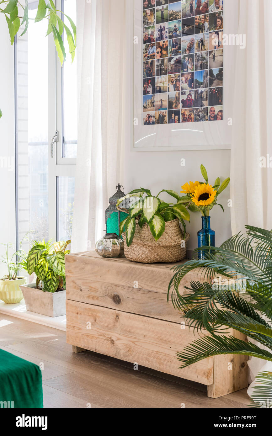 Fotos oben Zimmerpflanzen und Sonnenblumen in London Ferienwohnung Stockfoto