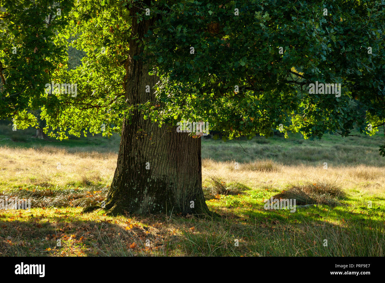 Spätsommer in Petworth, West Sussex, England. Stockfoto