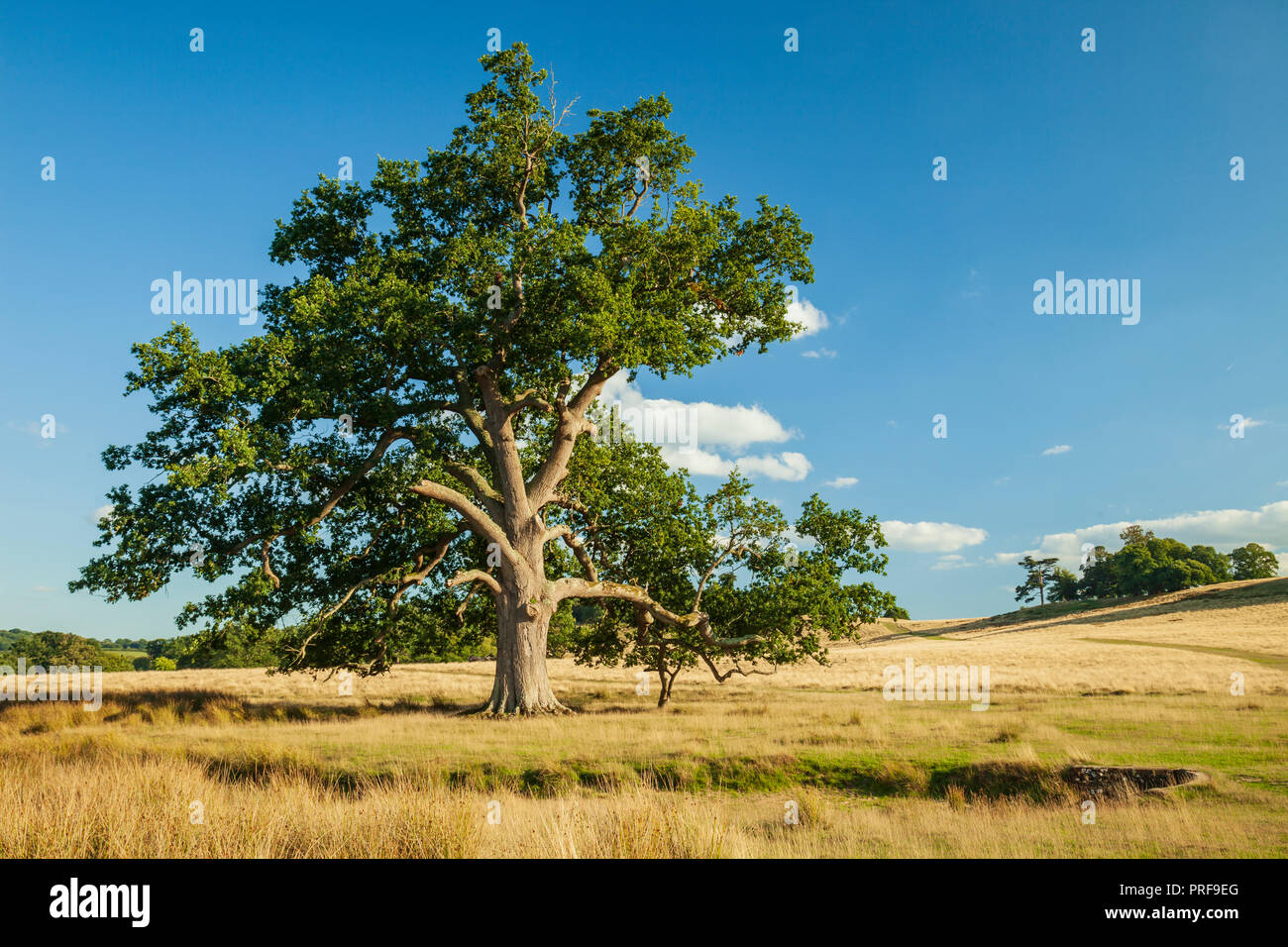 Spätsommer in Petworth, West Sussex. Stockfoto