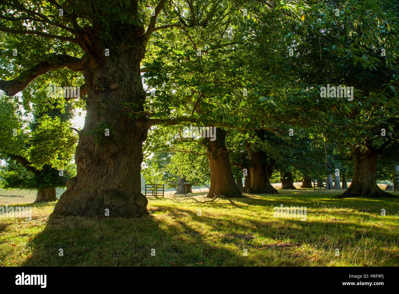 Spätsommer in Petworth, West Sussex, England. Stockfoto