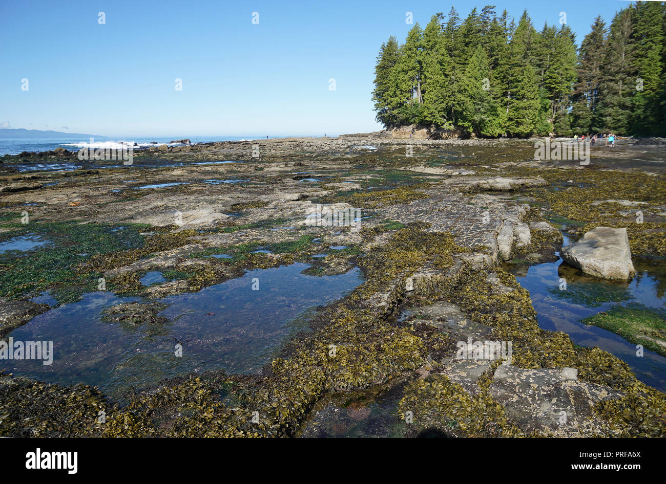 Botanical Beach, Port Renfrew, Vancouver Island, Kanada Stockfoto