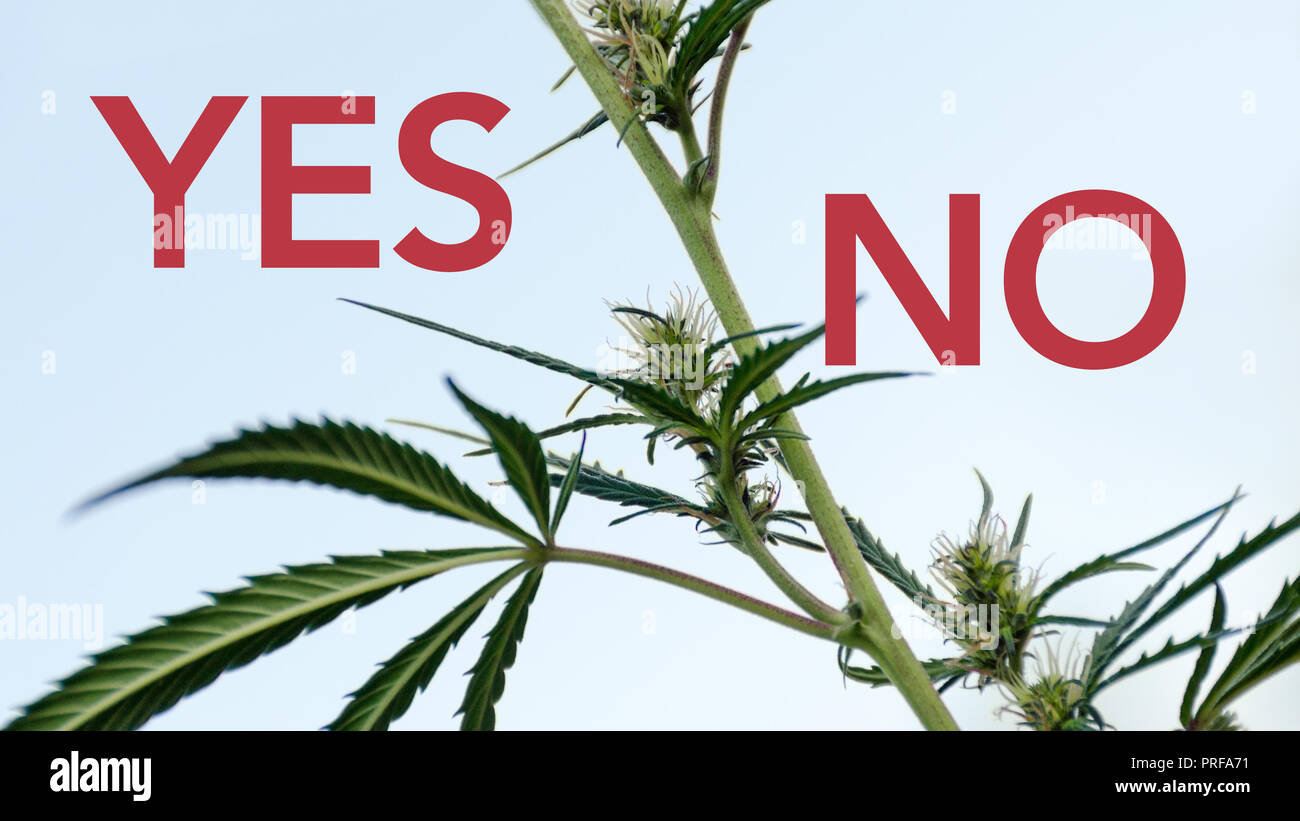 Filiale der blühenden Marihuana mit Inschriften "Ja" und "Nein". Konzept der Drogenabhängigkeit Entzug, Droge, Verlassenheit, Verbot der Legalisierung Stockfoto