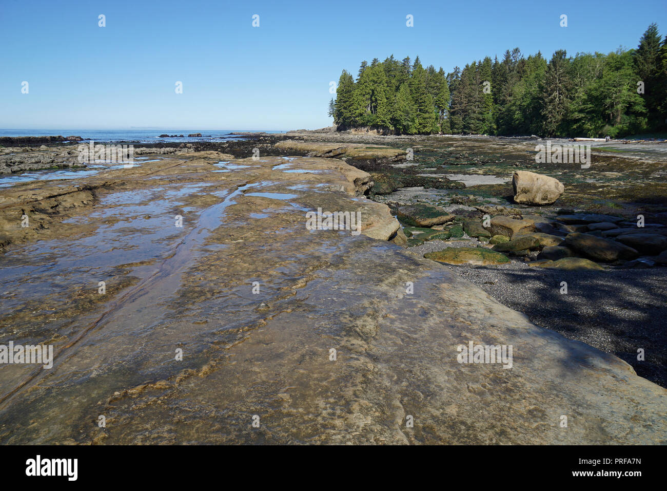 Botanical Beach, Port Renfrew, Vancouver Island, Kanada Stockfoto