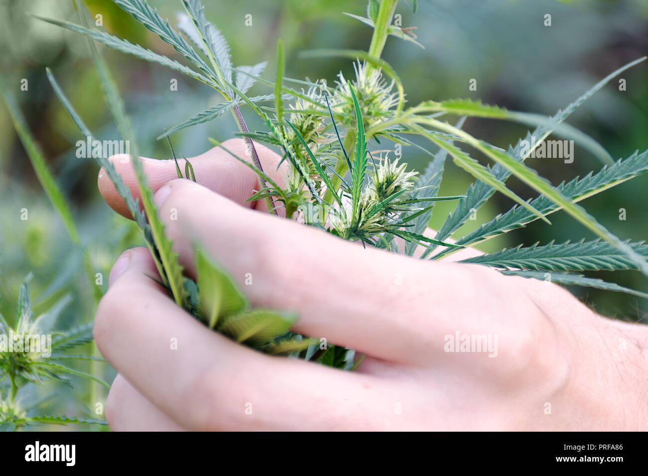 Mann Hand Halt Haufen Von Marihuana Bush Hanf Mit Blumen Im