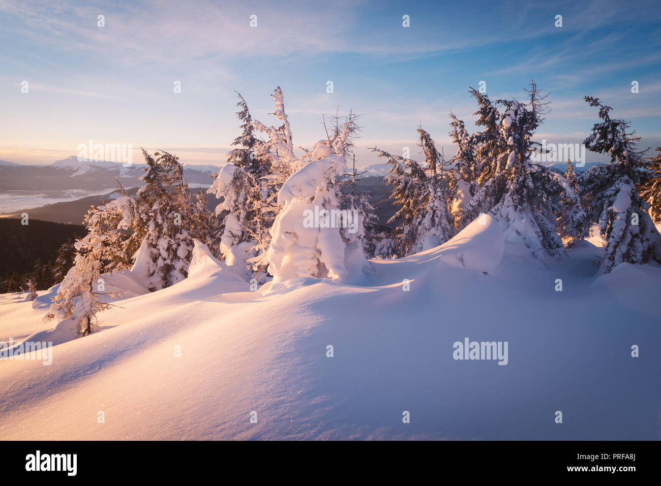 Tannen unter dem Schnee. Winterlandschaft. Morgens in den Bergen  Stockfotografie - Alamy