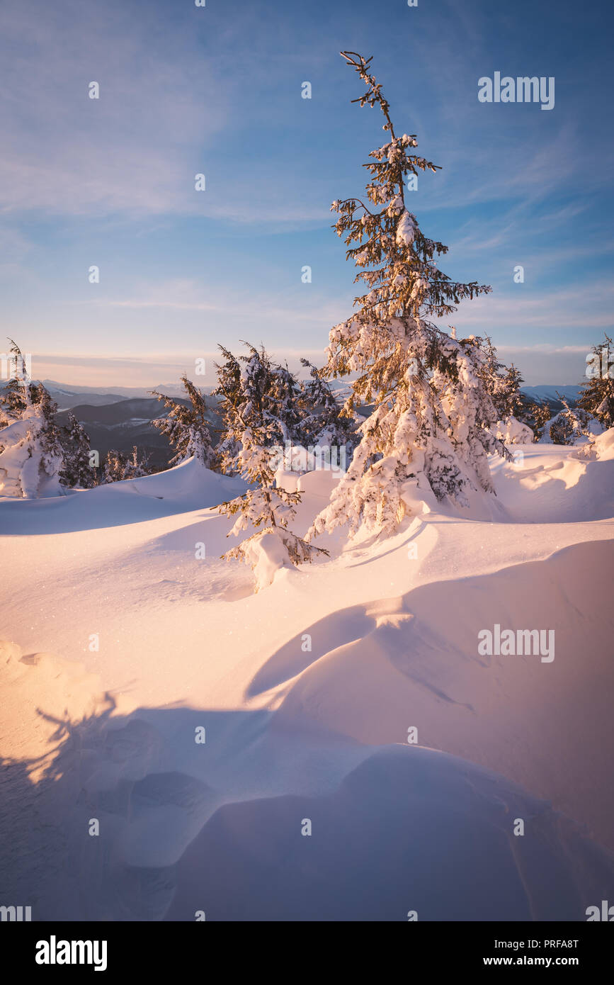 Weihnachten anzeigen. Morgen Landschaft mit Schneeverwehungen im Bergwald Stockfoto