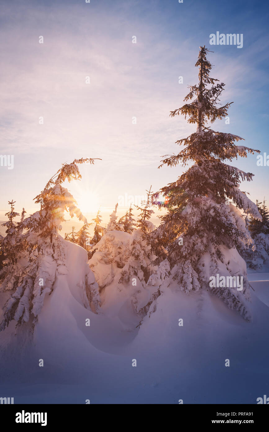 Morgensonne im Bergwald. Winterlandschaft mit Schneeverwehungen Stockfoto