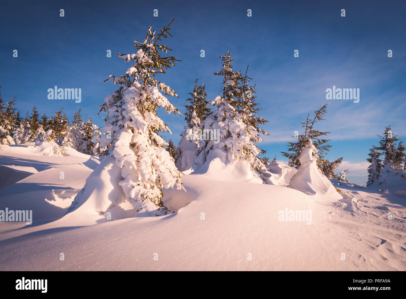 Sonnige Winterlandschaft mit Bäume mit Schnee bedeckt. Weihnachten anzeigen Stockfoto