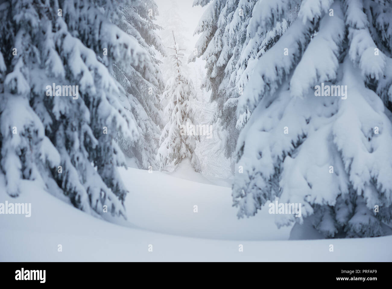 Winterlandschaft. Fichtenwald im Schnee. Karpaten, Ukraine, Europa Stockfoto