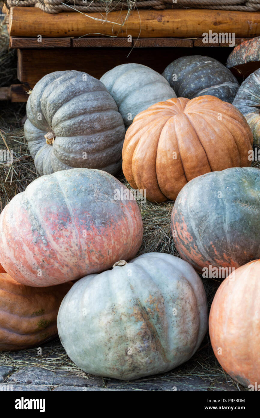 Zusammensetzung der Kürbisse. Orange, Gelb, Grün Kürbisse auf dem Boden, herbstliche Blüte in der Nähe von Stockfoto