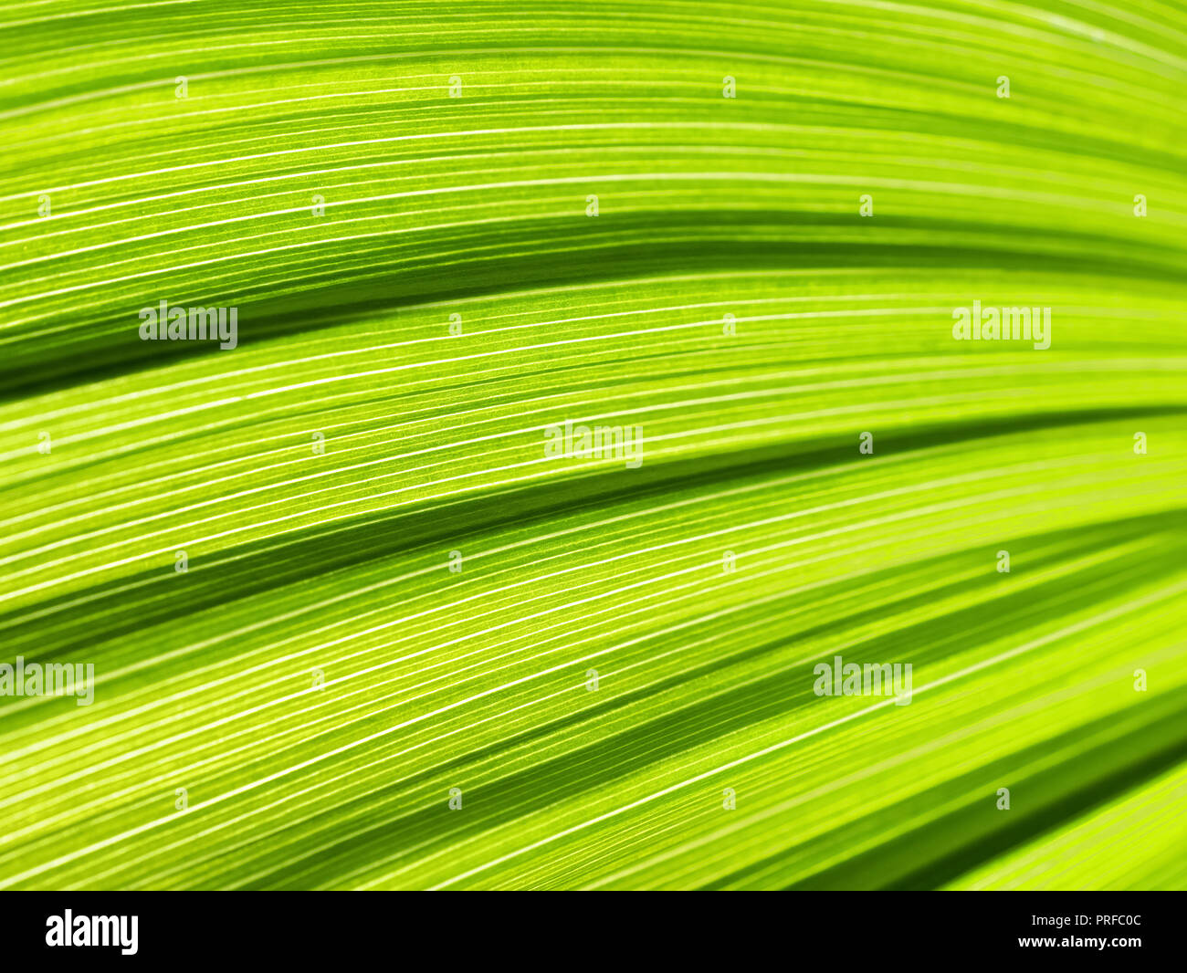 Grünes Blatt Zusammenfassung Hintergrund. Veratrum, False Hellebore Textur closeup Stockfoto