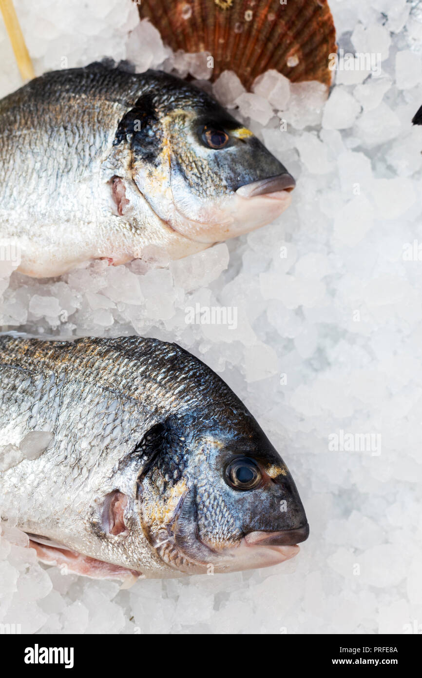 Katze Meerjungfrau Stockfotos Und Bilder Kaufen Alamy