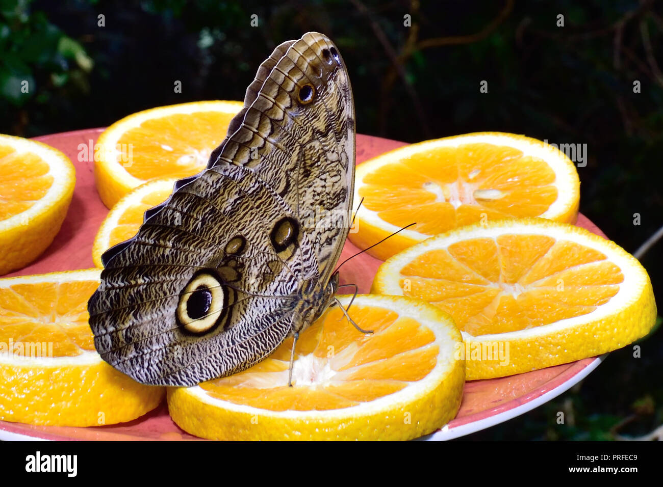 Schmetterling & Orange Stockfoto