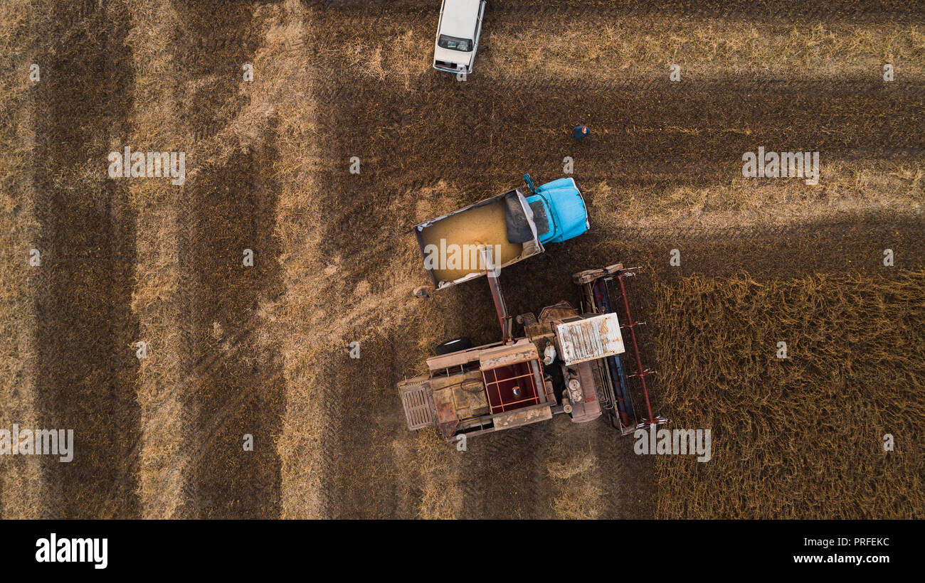 Eine alte Retro kombinieren entlädt Sojabohnen Samen in der Rückseite eines LKW für den Transport in den Getreidespeicher. In der Ukraine. Luftaufnahme. Stockfoto