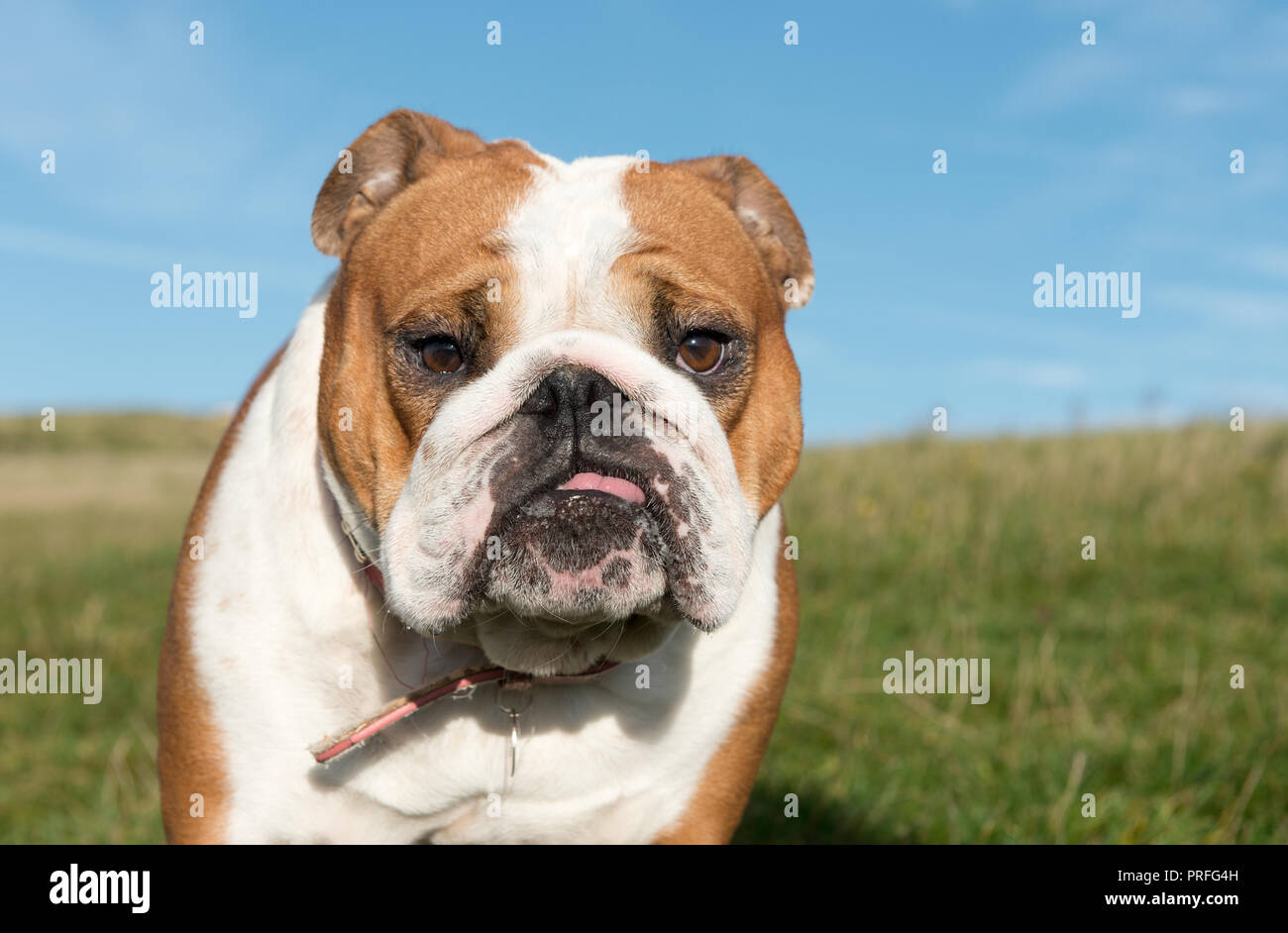 Weiße und rote Englische Bulldogge Dog-Canis Lupus Familiaris. Großbritannien Stockfoto