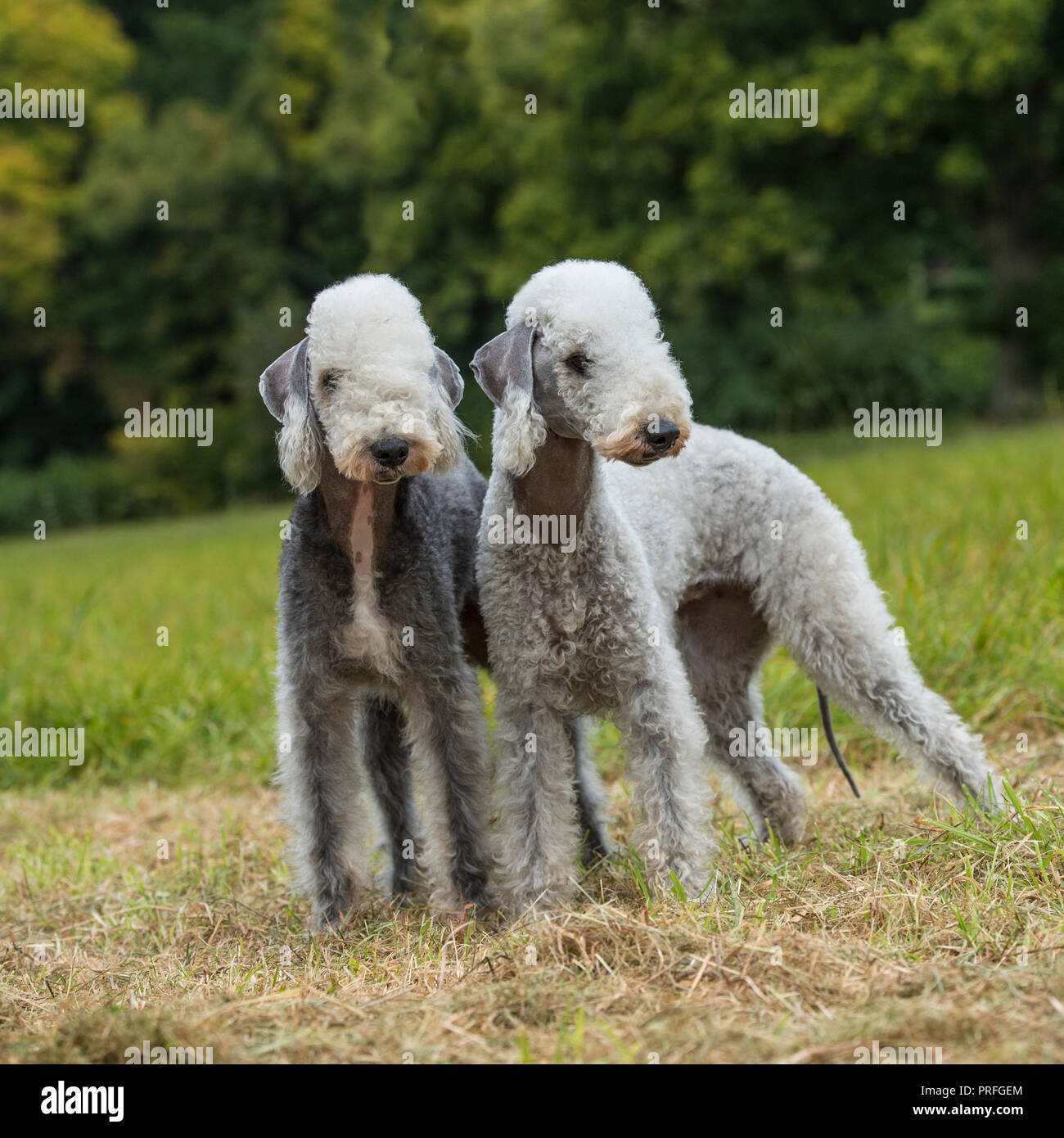 Zwei Bedlington Terrier Stockfoto