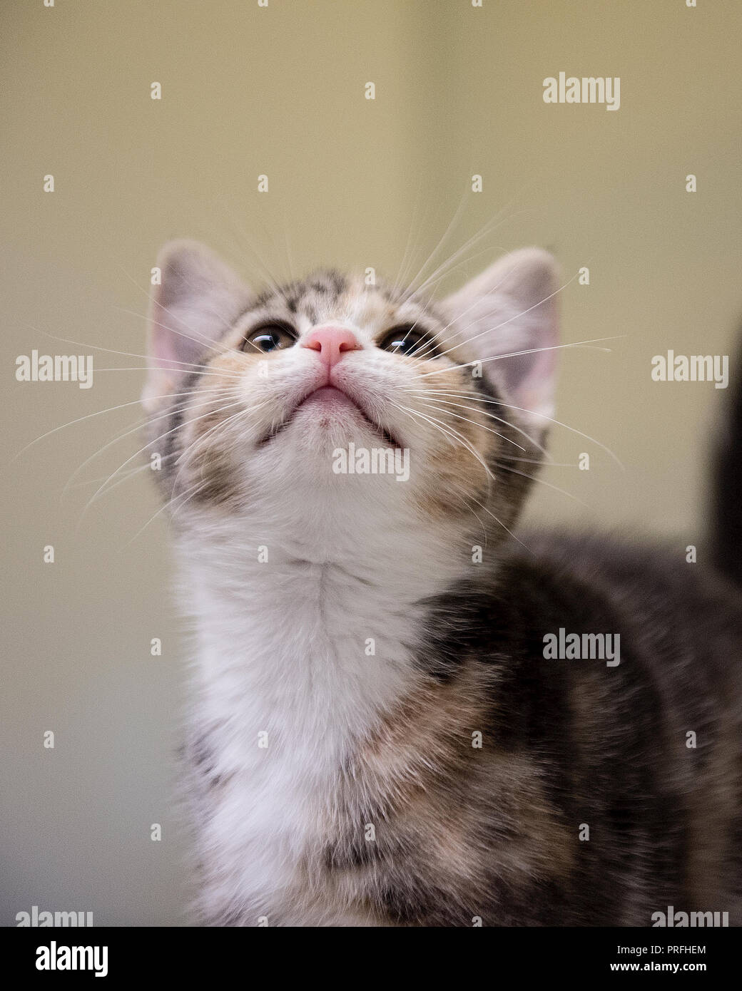 neugierige Kätzchen Stockfoto