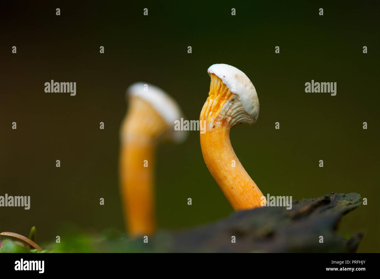 Zwei junge Falsche Chantarelles, Hygrophoropsis aurantiaca, wachsen in Moss Stockfoto