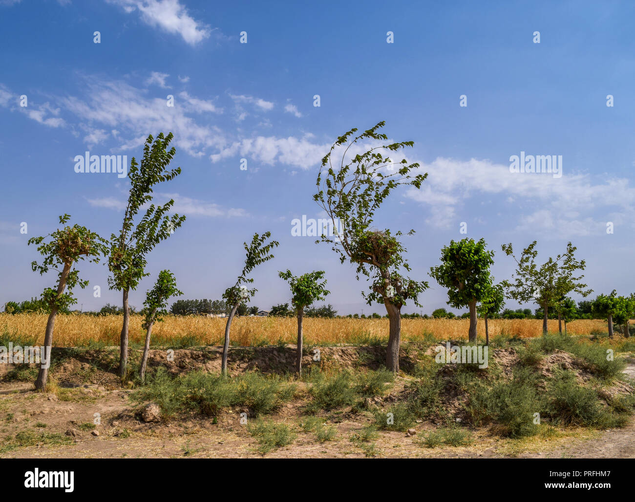 Gruppe von Bäumen bei sunligh in einer Reihe. Stockfoto