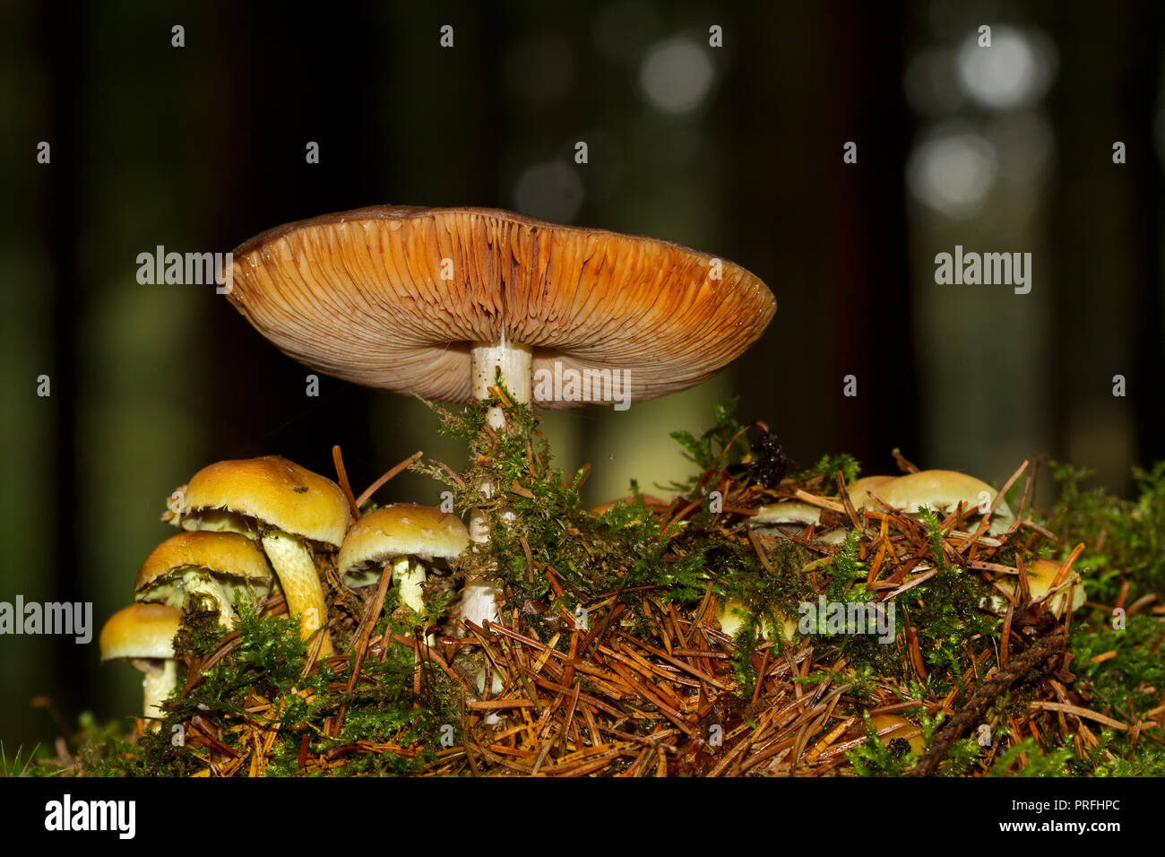 Gruppe von Schwefel Büschel Pilze und ein größeres, wahrscheinlich eine Milkcap, in einem dunklen Wald, Tannennadeln und Moos Stockfoto