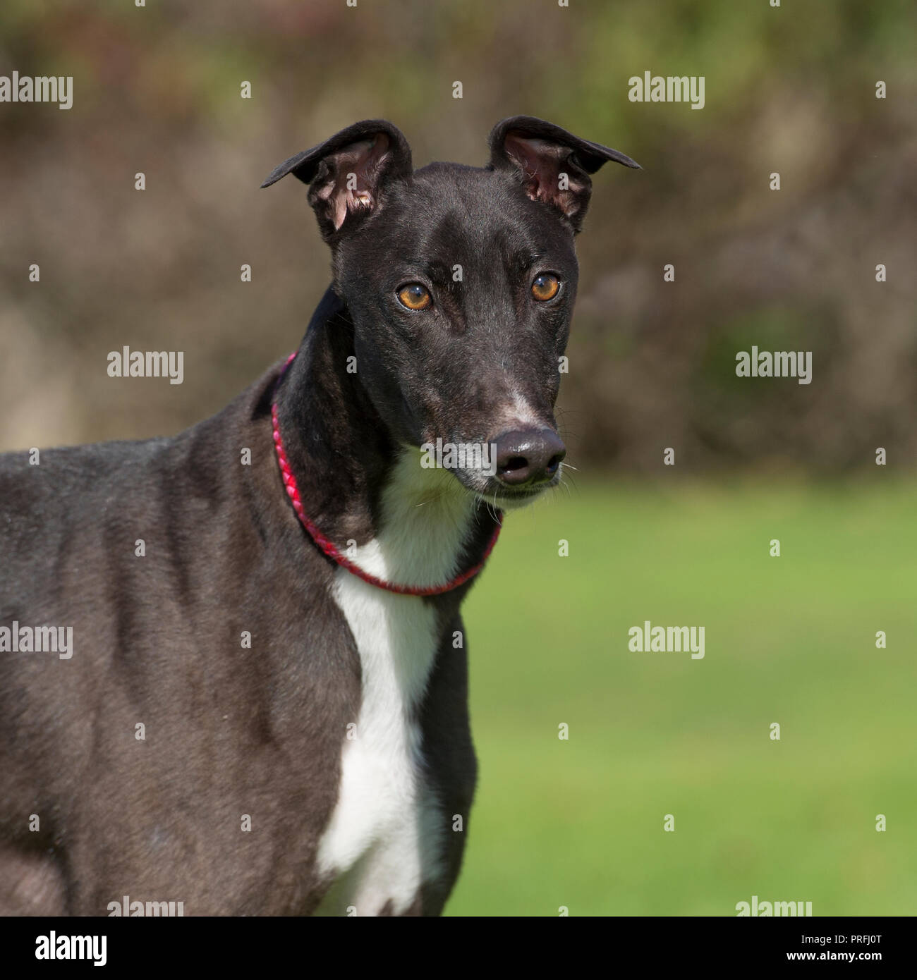 Windhund Stockfoto
