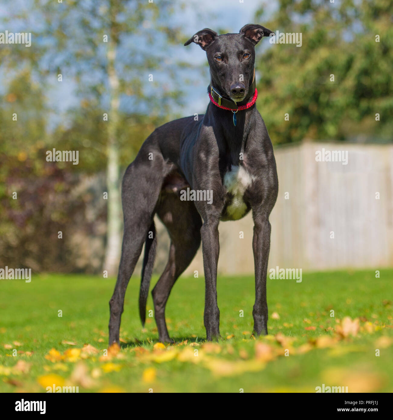 Windhund Stockfoto