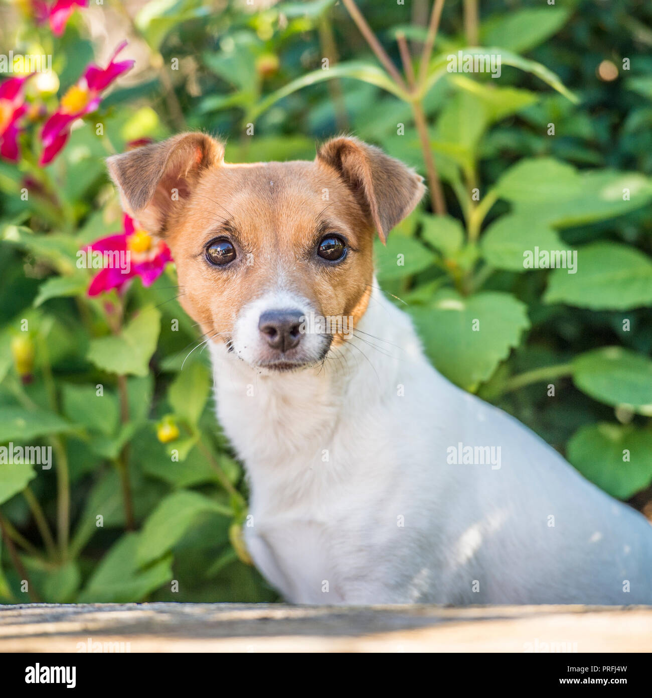 Jack Russell Hund Stockfoto